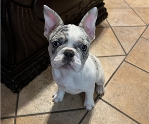 French Bulldog Puppy for sale in CONCORD, CA, USA