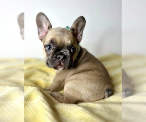 French Bulldog Puppy for sale in OJAI, CA, USA