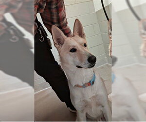 Gerberian Shepsky Dogs for adoption in Santa Maria, CA, USA
