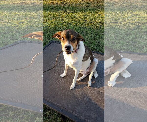 Medium Photo #3 Beagle-Unknown Mix Puppy For Sale in Orlando, FL, USA