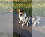 Small #2 Beagle Mix