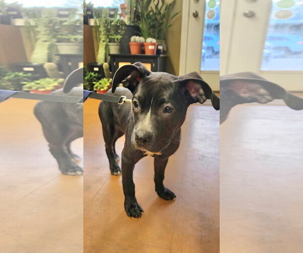 Medium Photo #18 American Pit Bull Terrier-Labrador Retriever Mix Puppy For Sale in Germantown, OH, USA