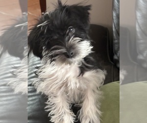 Schnauzer (Miniature) Puppy for sale in WATERFORD, MI, USA
