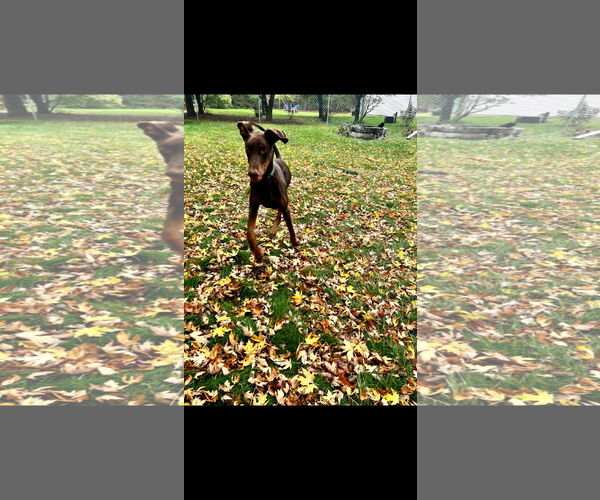 Medium Photo #9 Doberman Pinscher Puppy For Sale in Buffalo, MN, USA