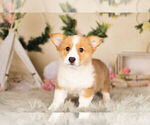 Small Photo #4 Pembroke Welsh Corgi Puppy For Sale in WARSAW, IN, USA