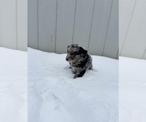 Medium Aussiedoodle