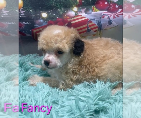 Medium Photo #3 Poodle (Toy) Puppy For Sale in AZLE, TX, USA