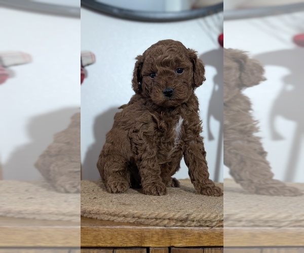 Medium Photo #34 Poodle (Miniature) Puppy For Sale in GOSHEN, IN, USA