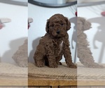 Small Photo #34 Poodle (Miniature) Puppy For Sale in GOSHEN, IN, USA