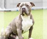Small #1 American Pit Bull Terrier