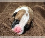 Small Photo #21 Boxer Puppy For Sale in PONTOTOC, MS, USA