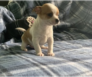 Chihuahua Puppy for sale in CISCO, TX, USA