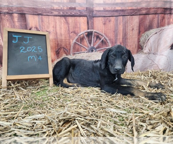 Medium Photo #12 Catahoula Leopard Dog Puppy For Sale in CUMBY, TX, USA
