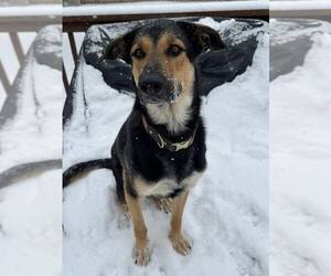 German Shepherd Dog-Unknown Mix Dogs for adoption in Holly Springs, NC, USA