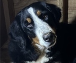 Small Photo #1 Bernese Mountain Dog Puppy For Sale in HAZEL GREEN, AL, USA