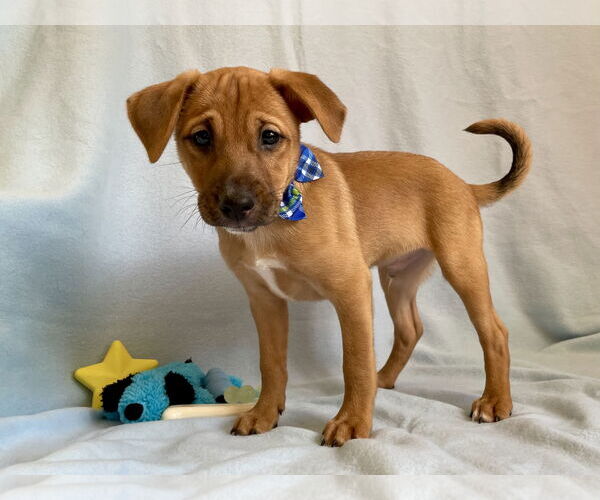 Medium Photo #2 Labrador Retriever-Unknown Mix Puppy For Sale in Plainfield, IL, USA