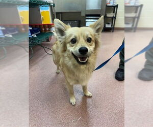 Pomsky Dogs for adoption in Ogden, UT, USA