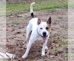 Small #4 American Staffordshire Terrier Mix