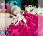 Small #3 Chihuahua