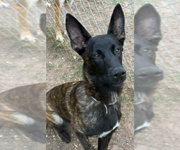 Medium Photo #1 Holland Shepherd Puppy For Sale in Imlay City, MI, USA