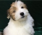 Small Photo #25 Havanese Puppy For Sale in FENTON, MO, USA