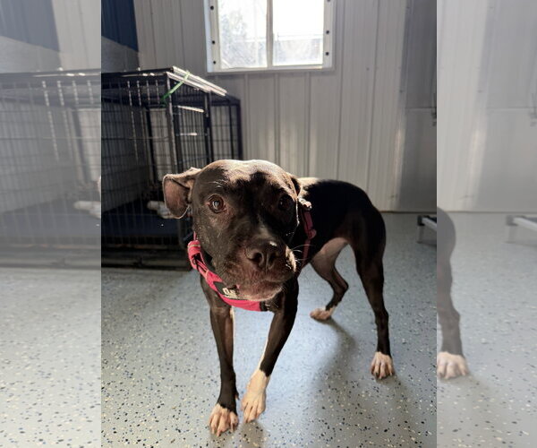 Medium Photo #3 American Pit Bull Terrier-Unknown Mix Puppy For Sale in Lockport, NY, USA