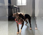 Small #2 American Pit Bull Terrier Mix