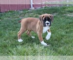 Small Photo #7 Boxer Puppy For Sale in SHIPSHEWANA, IN, USA