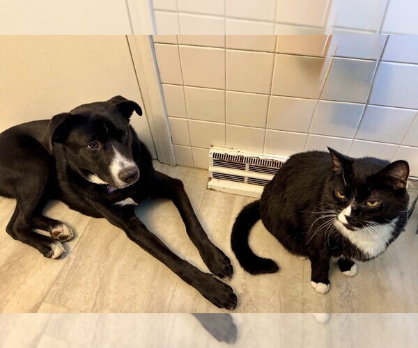 Medium Photo #31 Mutt Puppy For Sale in Oak Bluffs, MA, USA