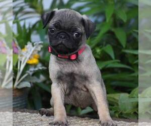 Pug Puppy for sale in HONEY BROOK, PA, USA