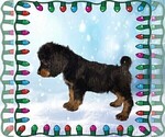 Small #5 Bernedoodle
