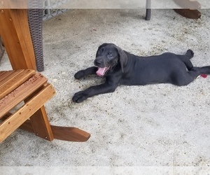 Labrador Retriever Puppy for Sale in BELLE CHASSE, Louisiana USA