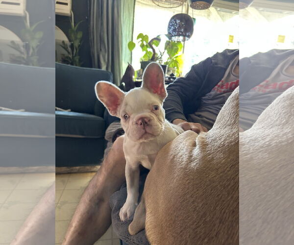 Medium Photo #3 French Bulldog Puppy For Sale in Fair Oaks, CA, USA
