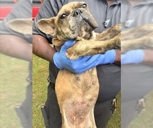French Bulldog Dogs for adoption in Houston, TX, USA