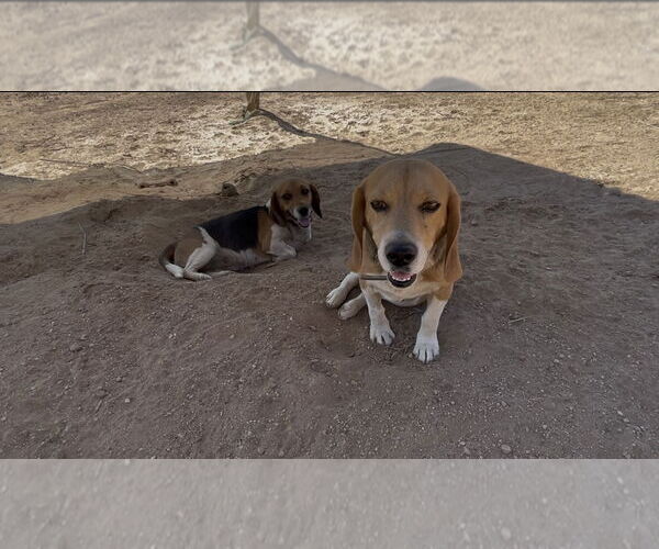 Medium Photo #4 Beagle Puppy For Sale in Apple Valley, CA, USA