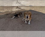Small #3 Beagle