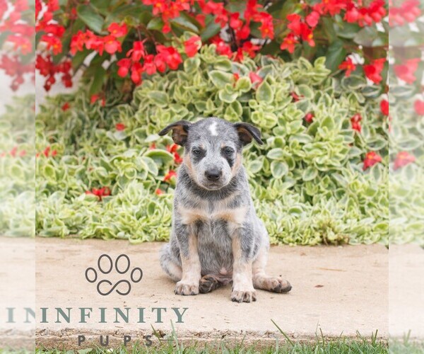 Medium Photo #3 Australian Cattle Dog Puppy For Sale in ATGLEN, PA, USA