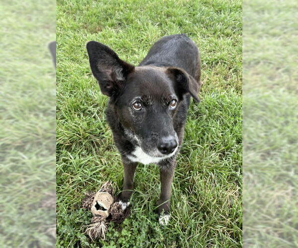 Medium Photo #1 Border Collie-Unknown Mix Puppy For Sale in Lee's Summit, MO, USA