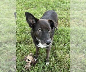 Border Collie-Unknown Mix Dogs for adoption in Lee's Summit, MO, USA