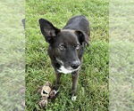 Small Border Collie Mix