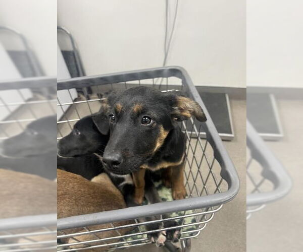 Medium Photo #1 German Shepherd Dog-Unknown Mix Puppy For Sale in HESPERIA, CA, USA