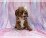 Small #1 Cavapoo (Standard)