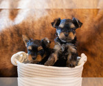 Small Photo #2 Yorkshire Terrier Puppy For Sale in YACOLT, WA, USA
