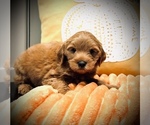Small #6 Goldendoodle (Miniature)