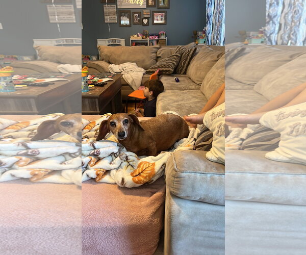 Medium Photo #2 Dachshund Puppy For Sale in Taunton, MA, USA