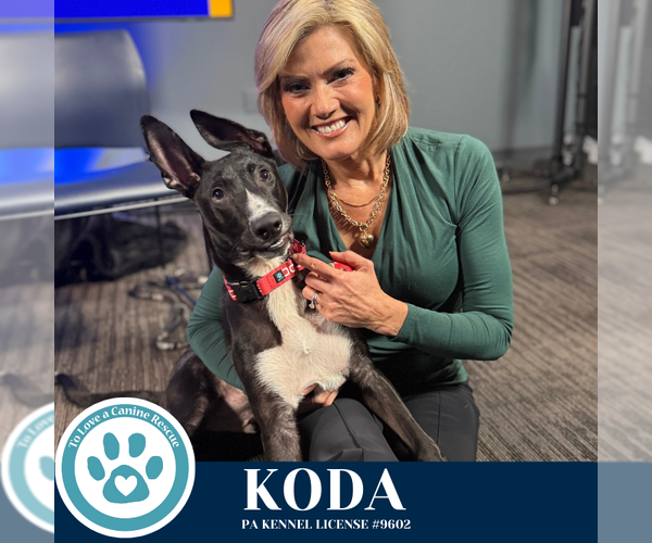 Medium Photo #3 Labrador Retriever-Unknown Mix Puppy For Sale in Kimberton, PA, USA