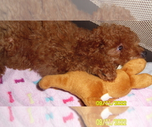 Poodle (Miniature) Puppy for sale in DULUTH, GA, USA