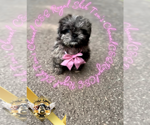 Shih Tzu Puppy for sale in ATHENS, GA, USA