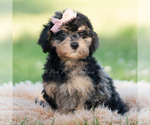 Small #4 Goldendoodle (Miniature)
