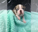 Puppy Hermione Boston Terrier